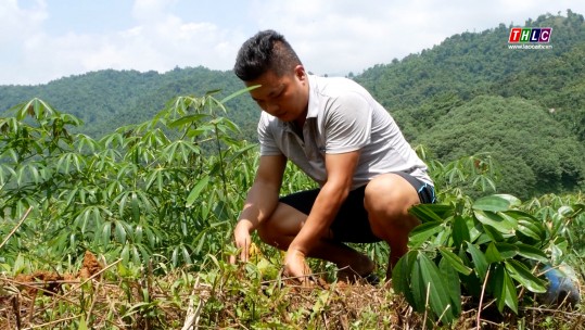 Bảo Yên đẩy nhanh tiến độ trồng rừng