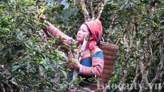 Quản lý vùng chè cổ thụ ở Lào Cai