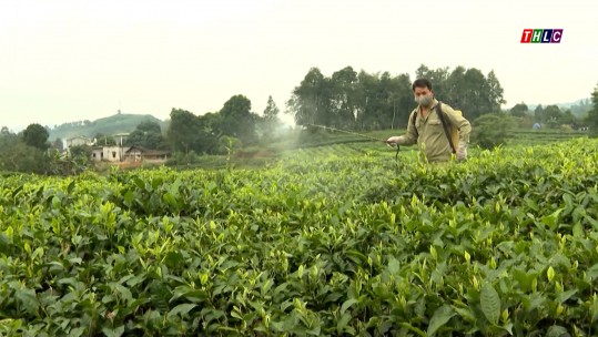 Siết chặt quản lý sử dụng thuốc bảo vệ thực vật