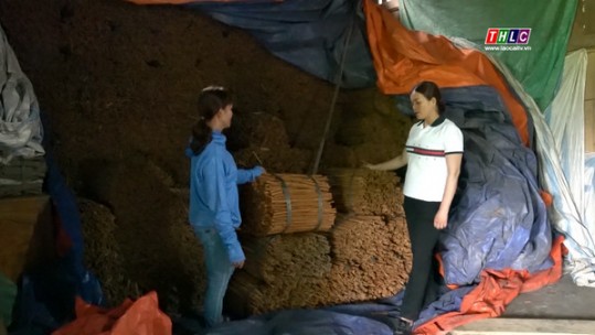 Chuỗi chế biến tiêu thụ sản phẩm đảm bảo đầu ra cho quế Lào Cai