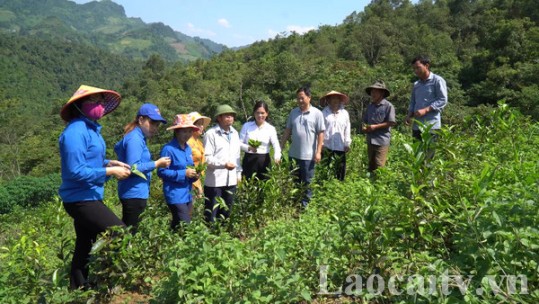 Người dân Nậm Chảy đồng thuận phát triển cây chè