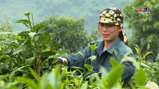 Nâng cao hiệu quả từ sản xuất chè