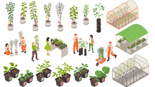 Các quy định về điều kiện sản xuất, kinh doanh giống cây trồng