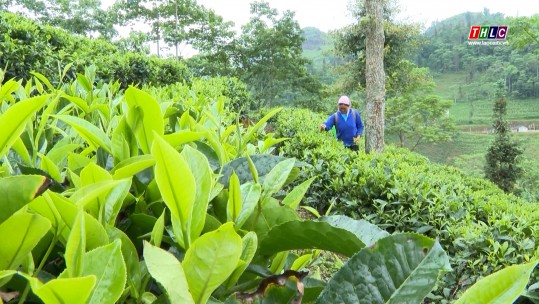 Tư duy mới, chuyển đổi sản xuất phát triển kinh tế ở vùng đồng bào dân tộc Nùng