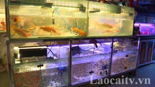 Tin thị trường 3/10: Thị trường cá cảnh ở Lào Cai