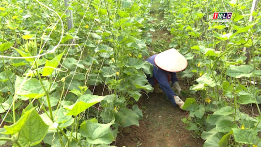 Bảo Thắng phát triển các hợp tác xã nông nghiệp