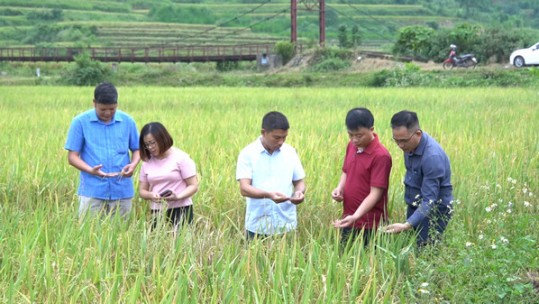Sản xuất gắn với công nghệ chế biến sâu mang lại cơ hội cho sản phẩm đặc hữu Lào Cai