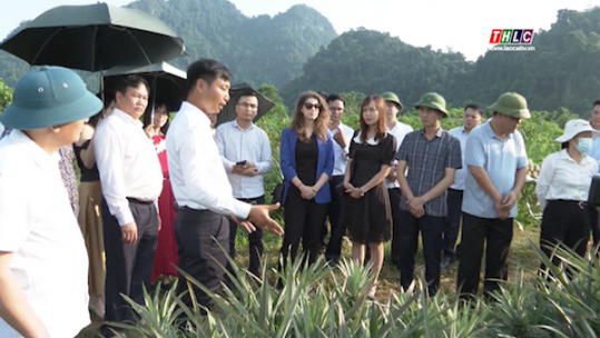 Hiệu quả kinh tế từ mô hình trồng dứa tại huyện Sìn Hồ, tỉnh Lai Châu