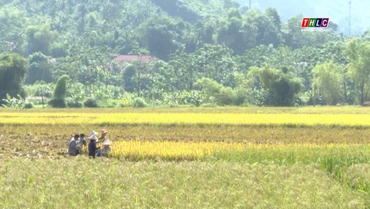 Nông dân vùng cao thu hoạch vụ mùa