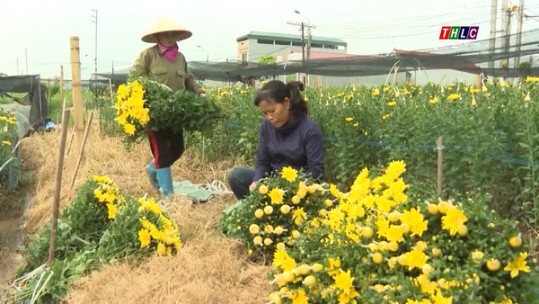 Nông dân tự liên kết sản xuất và tiêu thụ sản phẩm