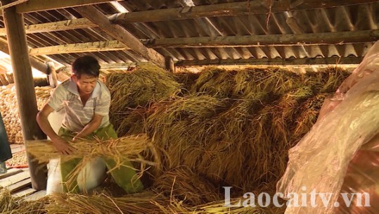 Người dân vùng cao chủ động dự trữ thức ăn cho gia súc trong mùa đông