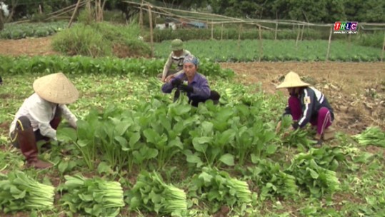 Cảnh báo sâu bệnh phát sinh gây hại rau màu vùng thấp