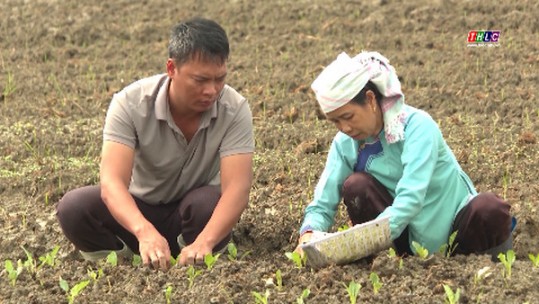 Các địa phương khẩn trương làm vụ đông