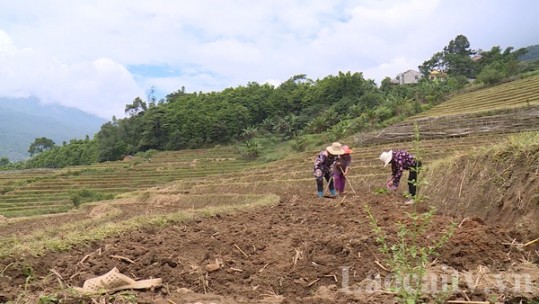 Nông dân vùng cao chủ động sản xuất vụ đông