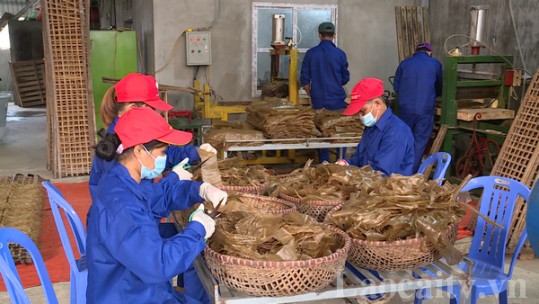 Hợp tác xã kiểu mới – ngôi nhà chung của nông dân