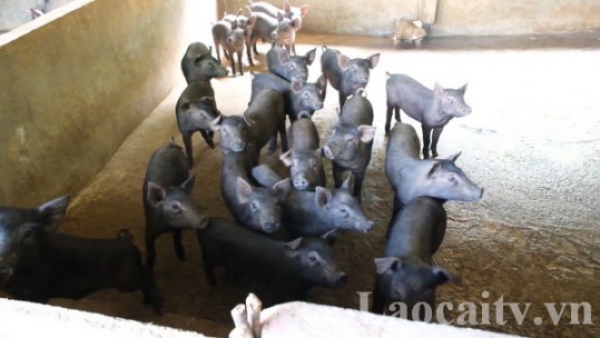 Nâng cao giá trị lợn đen Mường Khương