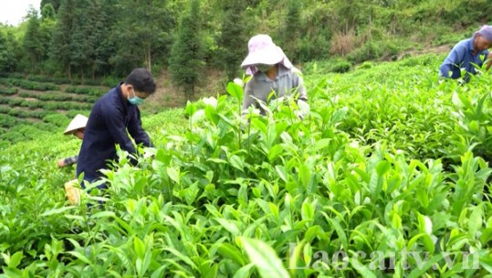 Sản xuất nông nghiệp hàng hóa, nâng cao thu nhập cho Nhân dân