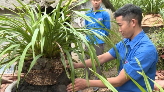 Phát triển kinh tế bền vững từ trồng địa lan