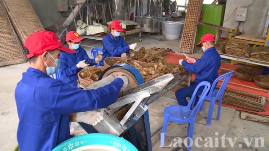 Bát Xát thu hút doanh nghiệp đầu tư vào nông nghiệp
