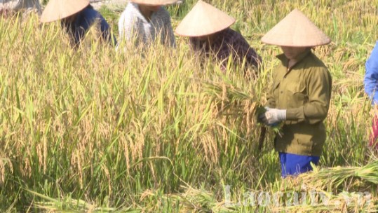 Thêm một mùa vụ bội thu