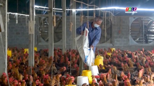 Nông dân chủ động phòng chống cúm gia cầm