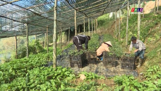 Lào Cai được hỗ trợ 20 tỷ đồng để thực hiện đo đạc, quản lý đất đai