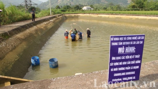 Ứng dụng khoa học, kỹ thuật sản xuất giống và nuôi cá ngạnh thương phẩm