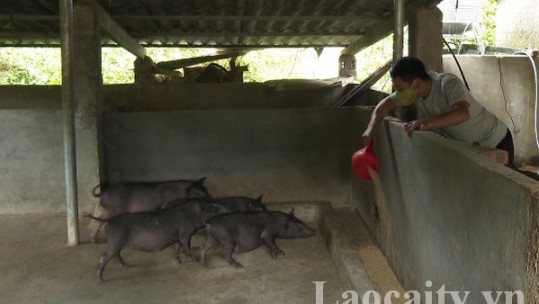 Nuôi lợn đen bản địa dựa vào cộng đồng