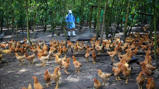 Tiềm ẩn nguy cơ lây nhiễm cúm gia cầm sang người