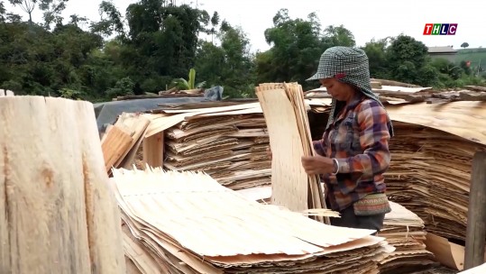 Phụ nữ Yên Bái làm giàu từ sản xuất gỗ ván bóc rừng trồng