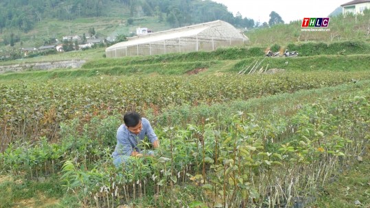 Chủ động nguồn giống cây ăn quả cho vụ trồng mới