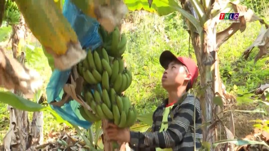 Chuối tươi Việt Nam rộng đường xuất khẩu sang Trung Quốc
