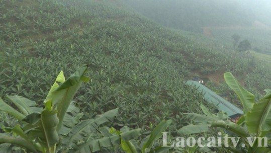 Lào Cai đón đầu cơ hội xuất khẩu quả chuối tươi