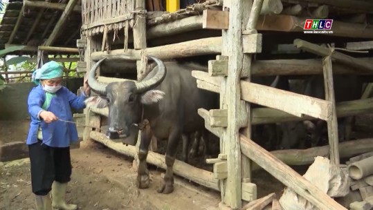 Chủ động các phương án bảo vệ đàn gia súc