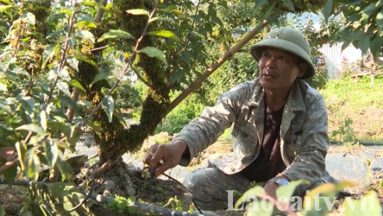 Chủ động chăm sóc hoa cho thị trường tết