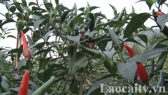 Hỗ trợ người dân phát triển cây ớt hàng hóa