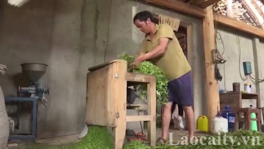Chủ động phòng chống đói, rét cho đại gia súc