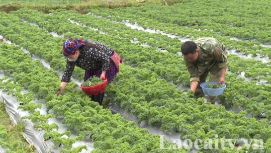 Nông dân Bắc Hà thu nhập khoảng 200 triệu đồng/ha rau trái vụ