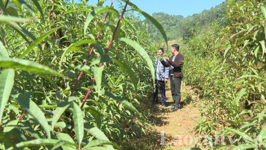 Hỗ trợ người dân phát triển cây đào phai và nhất chi mai ở Tả Phìn