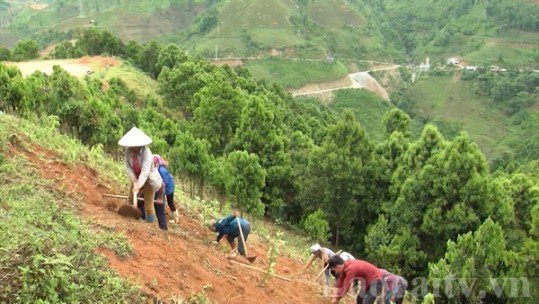 Lào Cai phấn đấu tháng 11 hoàn thành chỉ tiêu trồng rừng năm 2022