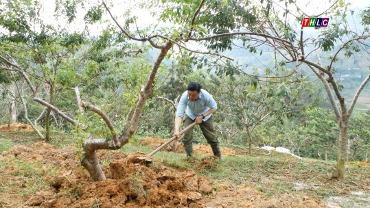 Chăm sóc cây ăn quả sau thu hoạch - Giải pháp nâng cao chất lượng cho vụ mới