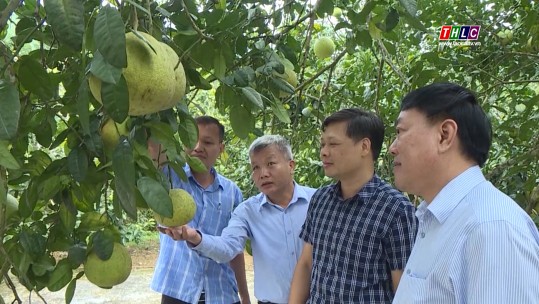 Phú Thọ: Liên kết sản xuất tiêu thụ bưởi