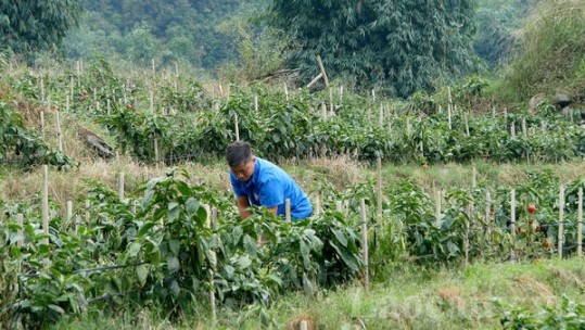 Thanh niên thoát nghèo từ trồng ớt chuông