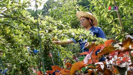 Lào Cai với chiến lược phát triển cây ăn quả hàng hóa