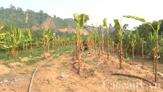 Cam Văn Giang - Nông dân Lào Cai xuất sắc năm 2022