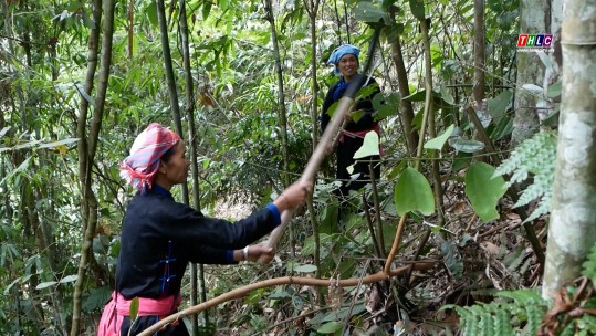 Nông dân Bản Liền sử dụng hiệu quả tiền dịch vụ môi trường rừng