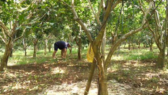 Phân bón đậu tương: Nguồn dinh dưỡng hữu ích cho cây trồng