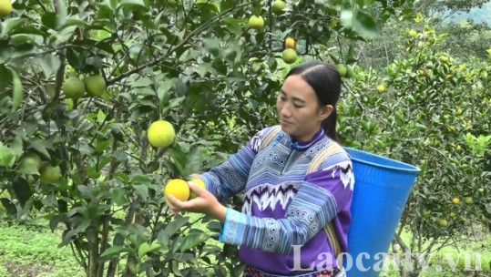 Hộ nông dân ở Si Ma Cai thu hàng trăm triệu đồng từ trồng cây cam Vinh