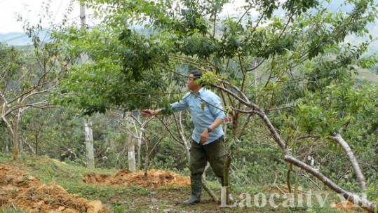 Diện tích mận Tam hoa Bắc Hà giảm mạnh