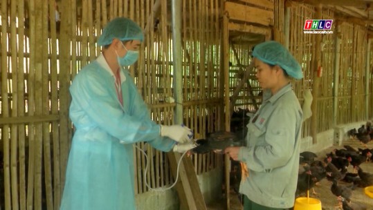Chủ động bảo vệ đàn gia cầm khi thời tiết giao mùa